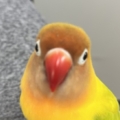 ao-chan さんのプロフィール写真